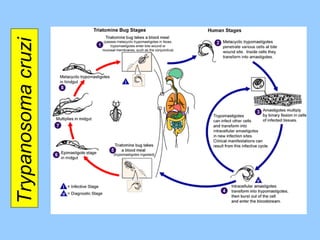 Trypanosoma cruzi  