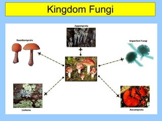 Kingdom Fungi 