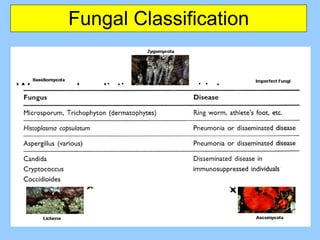 Fungal Classification We can also distinguish fungi into: Yeasts (single-celled fungi) Molds (filamentous, asexual fungi) Macrofungi (macroscopic fruiting bodies supported by mycelia and hyphae) 