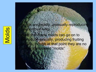 Molds Molds are rapidly, asexually reproducing filamentous fungi Note that many molds can go on to reproduce sexually, producing fruiting bodies, though at that point they are no longer considered “molds” 