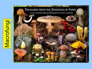 Macrofungi 