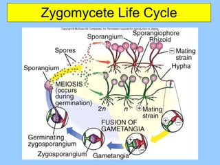 Zygomycete Life Cycle 