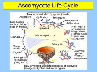 Ascomycete Life Cycle 