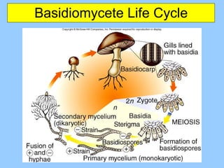 Basidiomycete Life Cycle 
