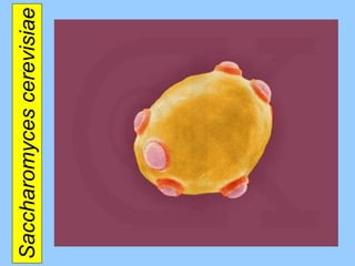 Saccharomyces cerevisiae 
