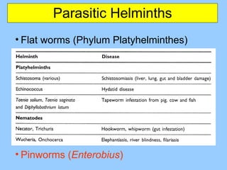 Parasitic Helminths Flat worms (Phylum Platyhelminthes) Flukes ( Schistosoma— schistosomiasis ) Tape worms ( Taenia —beef tape worm ) Round worms (Phylum Nematoda) Ascaris, Dracunculus  (Guinea Worm) ,Trichinella, Wuchereria Hookworms ( Ancylostoma ) Pinworms ( Enterobius ) 