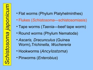 Schistosoma japonicum Flat worms (Phylum Platyhelminthes) Flukes ( Schistosoma— schistosomiasis ) Tape worms ( Taenia —beef tape worm ) Round worms (Phylum Nematoda) Ascaris, Dracunculus  (Guinea Worm) ,Trichinella, Wuchereria Hookworms ( Ancylostoma ) Pinworms ( Enterobius ) 