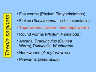 Taenia saginata Flat worms (Phylum Platyhelminthes) Flukes ( Schistosoma— schistosomiasis ) Tape worms ( Taenia —beef tape worm ) Round worms (Phylum Nematoda) Ascaris, Dracunculus  (Guinea Worm) ,Trichinella, Wuchereria Hookworms ( Ancylostoma ) Pinworms ( Enterobius ) 