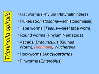 Trichinella spiralis Flat worms (Phylum Platyhelminthes) Flukes ( Schistosoma— schistosomiasis ) Tape worms ( Taenia —beef tape worm ) Round worms (Phylum Nematoda) Ascaris, Dracunculus  (Guinea Worm) , Trichinella , Wuchereria Hookworms ( Ancylostoma ) Pinworms ( Enterobius ) 