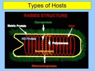 Types of Hosts 