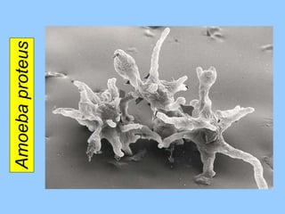 Amoeba proteus 