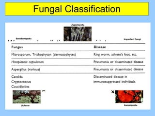 Introduction To Parasitology | PPT