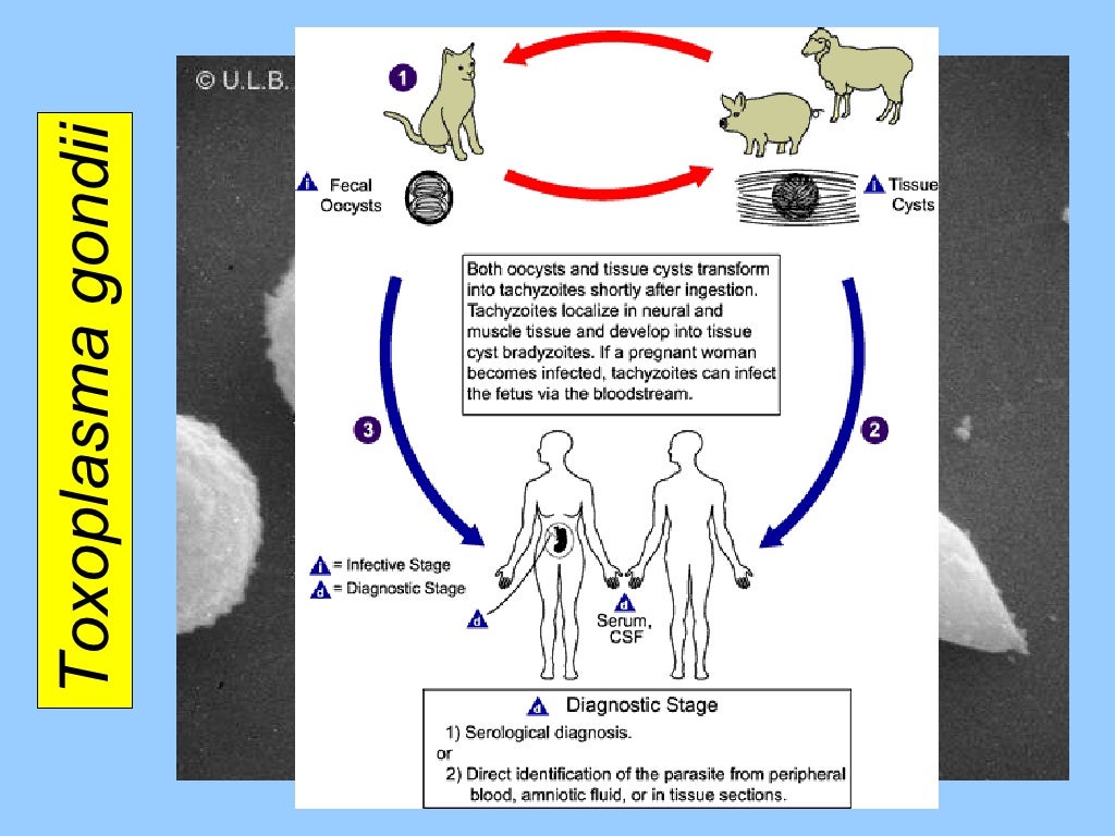 Introduction To Parasitology