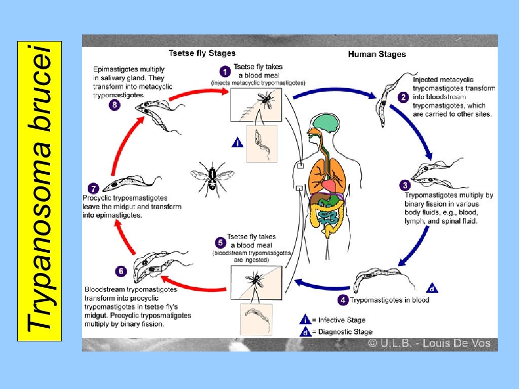 Introduction To Parasitology