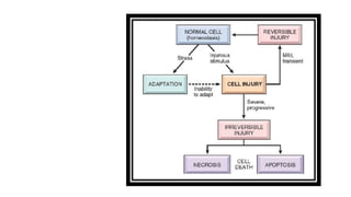 Introduction to pathology | PPTX