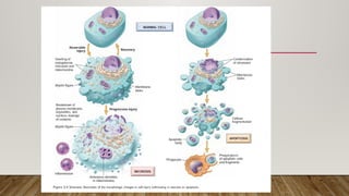 INTRODUCTION TO PATHOLOGY AND CELLULAR PATHOLOGY.pptx