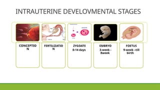 INTRAUTERINE DEVELOVMENTAL STAGES
CONCEPTIO
N
FERTILIZATIO
N
ZYGOATE
0-14 days
EMBRYO
3-week -
8week
FOETUS
9-week –till
birth
 