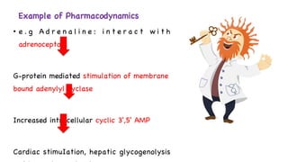 • e . g A d r e n a l i n e : i n t e r a c t w i t h
adrenoceptors
G-protein mediated stimulation of membrane
bound adenylyl cyclase
Increased intracellular cyclic 3',5' AMP
Cardiac stimuIation, hepatic glycogenolysis
Example of Pharmacodynamics
 