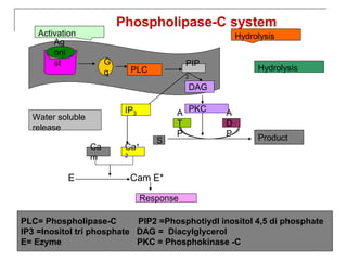 E Cam E*
G
q PLC
PIP
2
DAG
S
Ag
oni
st
Hydrolysis
Activation
IP3
PKC
A
T
P
A
D
P Product
Ca+
2
Ca
m
Water soluble
release
Response
Phospholipase-C system
Hydrolysis
PLC= Phospholipase-C PIP2 =Phosphotiydl inositol 4,5 di phosphate
IP3 =Inositol tri phosphate DAG = Diacylglycerol
E= Ezyme PKC = Phosphokinase -C
 