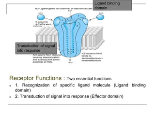 Receptor Functions : Two essential functions
■ 1. Recognization of specific ligand molecule (Ligand binding
domain)
■ 2. Transduction of signal into response (Effector domain)
Ligand binding
domain
Transduction of signal
into response
 