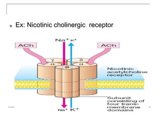 ■ Ex: Nicotinic cholinergic receptor
 