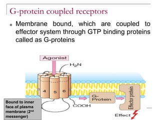 G-protein coupled receptors
■ Membrane bound, which are coupled to
effector system through GTP binding proteins
called as G-proteins
Bound to inner
face of plasma
membrane (2nd
messenger)
 