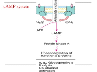 cAMP system
 
