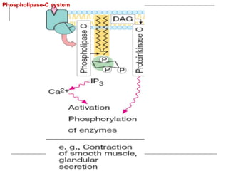 Phospholipase-C system
 