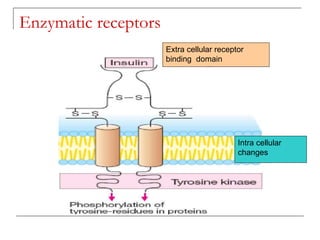 Enzymatic receptors
Extra cellular receptor
binding domain
Intra cellular
changes
 