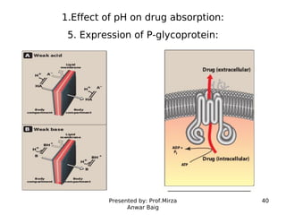 Presented by: Prof.Mirza
Anwar Baig
40
1.Effect of pH on drug absorption:
5. Expression of P-glycoprotein:
 