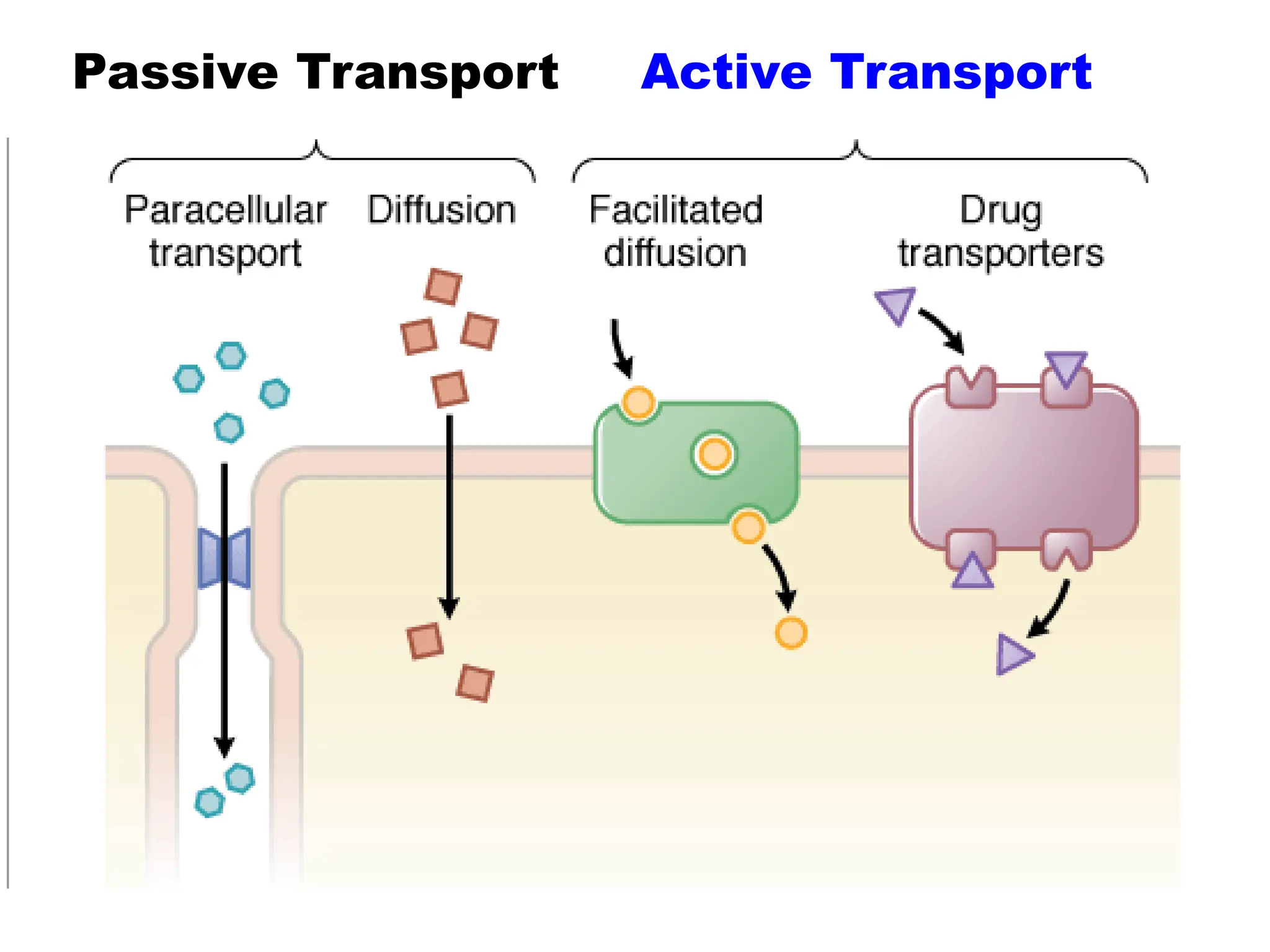 Passive Transport Active Transport
 