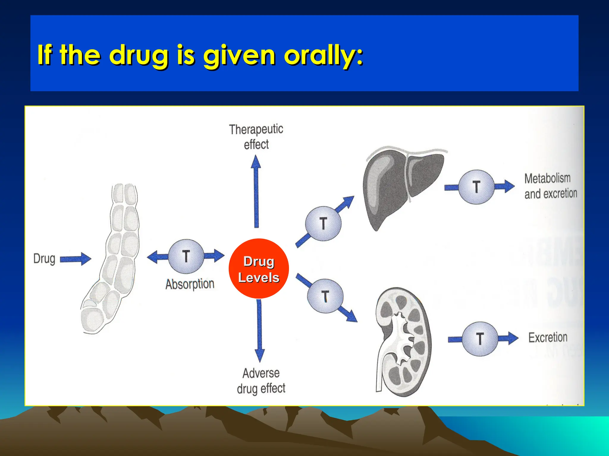 If the drug is given orally:
If the drug is given orally:
Drug
Drug
Levels
Levels
 