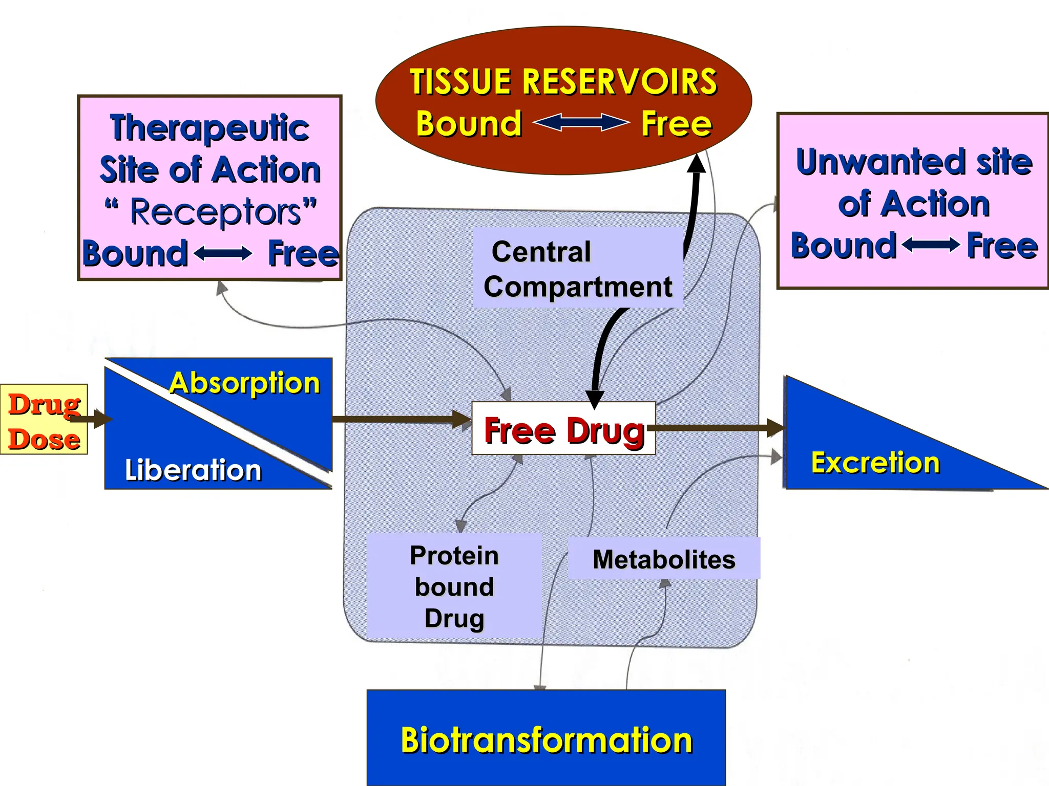 Drug
Drug
Dose
Dose
TISSUE RESERVOIRS
TISSUE RESERVOIRS
Bound Free
Bound Free
Biotransformation
Biotransformation
Excretion
Excretion
Free Drug
Free Drug
Therapeutic
Therapeutic
Site of Action
Site of Action
“
“ Receptors
Receptors”
”
Bound Free
Bound Free
Unwanted site
Unwanted site
of Action
of Action
Bound Free
Bound Free
Liberation
Liberation
Absorption
Absorption
Protein
Protein
bound
bound
Drug
Drug
Metabolites
Metabolites
Central
Central
Compartment
Compartment
 