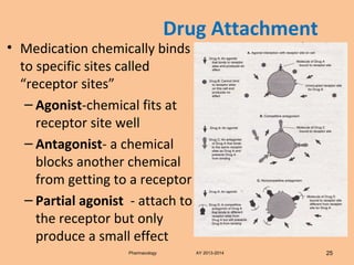 Drug Attachment
• Medication chemically binds
to specific sites called
“receptor sites”
– Agonist-chemical fits at
receptor site well
– Antagonist- a chemical
blocks another chemical
from getting to a receptor
– Partial agonist - attach to
the receptor but only
produce a small effect
Pharmacology AY 2013-2014 25
 