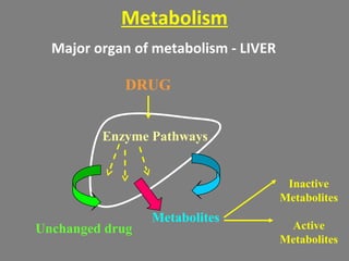 Metabolism
Major organ of metabolism - LIVER
Enzyme Pathways
Unchanged drug
Metabolites
Inactive
Metabolites
Active
Metabolites
DRUG
 