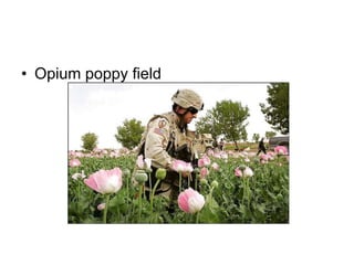 • Opium poppy field
 