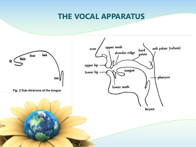INTRODUCTION TO PHONETICS