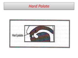 Hard Palate
 