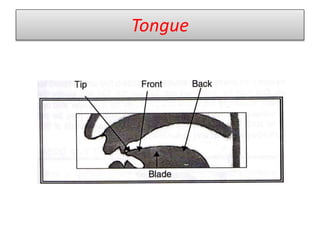 Tongue
 