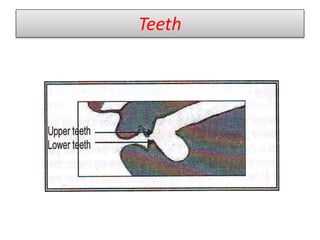 Teeth
 