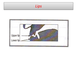 Lips
 