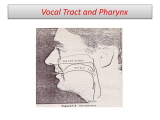Vocal Tract and Pharynx
 
