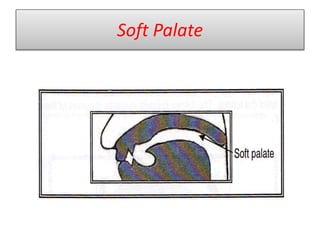 Soft Palate
 