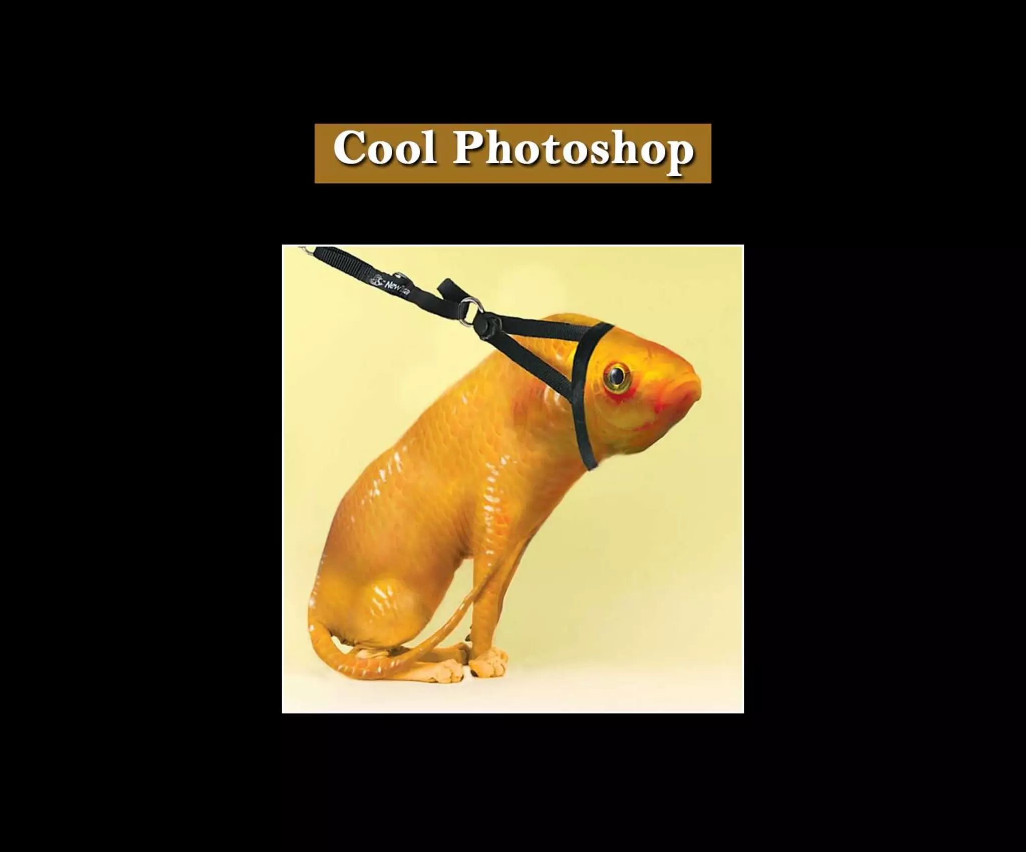 Introduction To Photoshop