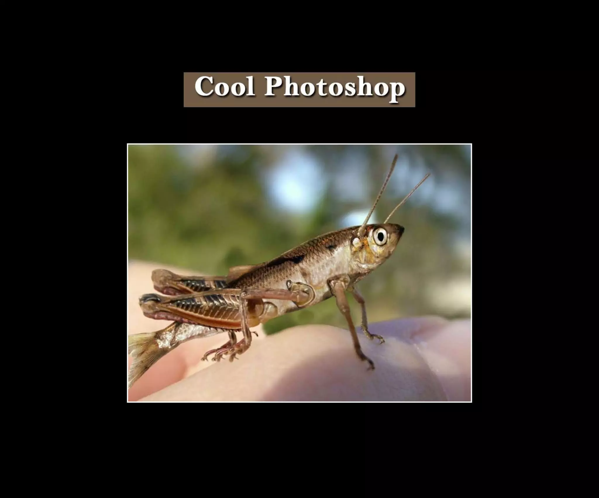 Introduction To Photoshop