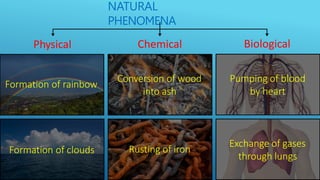 NATURAL
PHENOMENA
Physical Chemical Biological
Formation of rainbow
Formation of clouds
Conversion of wood
into ash
Rusting of iron
Pumping of blood
by heart
Exchange of gases
through lungs
 