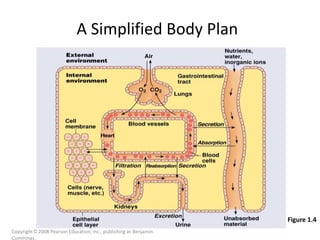Copyright © 2008 Pearson Education, Inc., publishing as Benjamin
Cummings.
A Simplified Body Plan
Figure 1.4
 