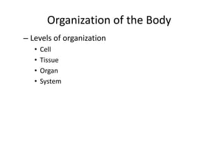 Organization of the Body
– Levels of organization
• Cell
• Tissue
• Organ
• System
 