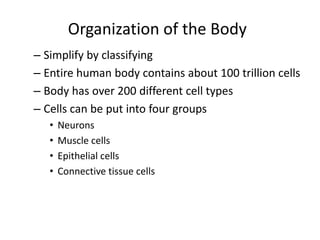 Organization of the Body
– Simplify by classifying
– Entire human body contains about 100 trillion cells
– Body has over 200 different cell types
– Cells can be put into four groups
• Neurons
• Muscle cells
• Epithelial cells
• Connective tissue cells
 