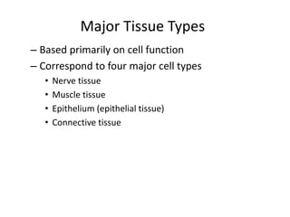 Major Tissue Types
– Based primarily on cell function
– Correspond to four major cell types
• Nerve tissue
• Muscle tissue
• Epithelium (epithelial tissue)
• Connective tissue
 